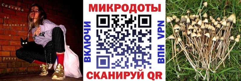 Купить где  Тотьма  Галлюциногенные грибы Psilocybe 